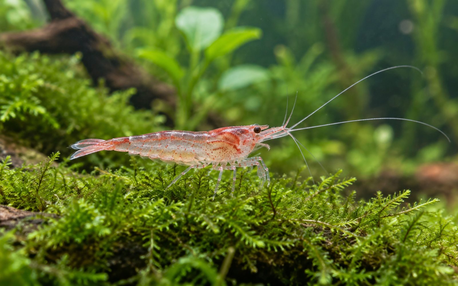 Red Cherry Karides — Erkek
