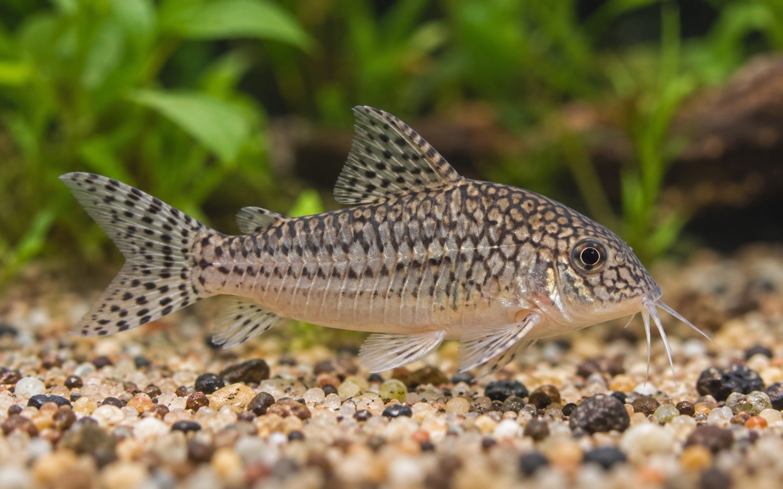 Reticulatus Corydoras (Corydoras reticulatus)