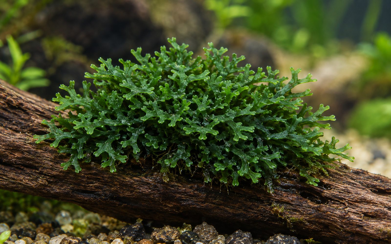 Riccardia (Riccardia chamedryfolia)