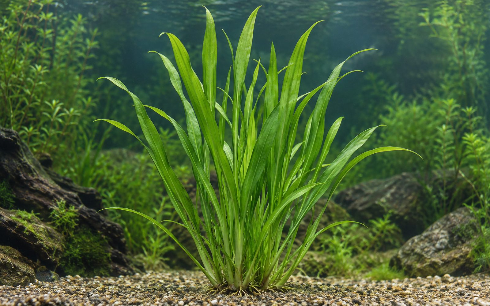 Sagittaria Platyphylla (Sagittaria platyphylla)