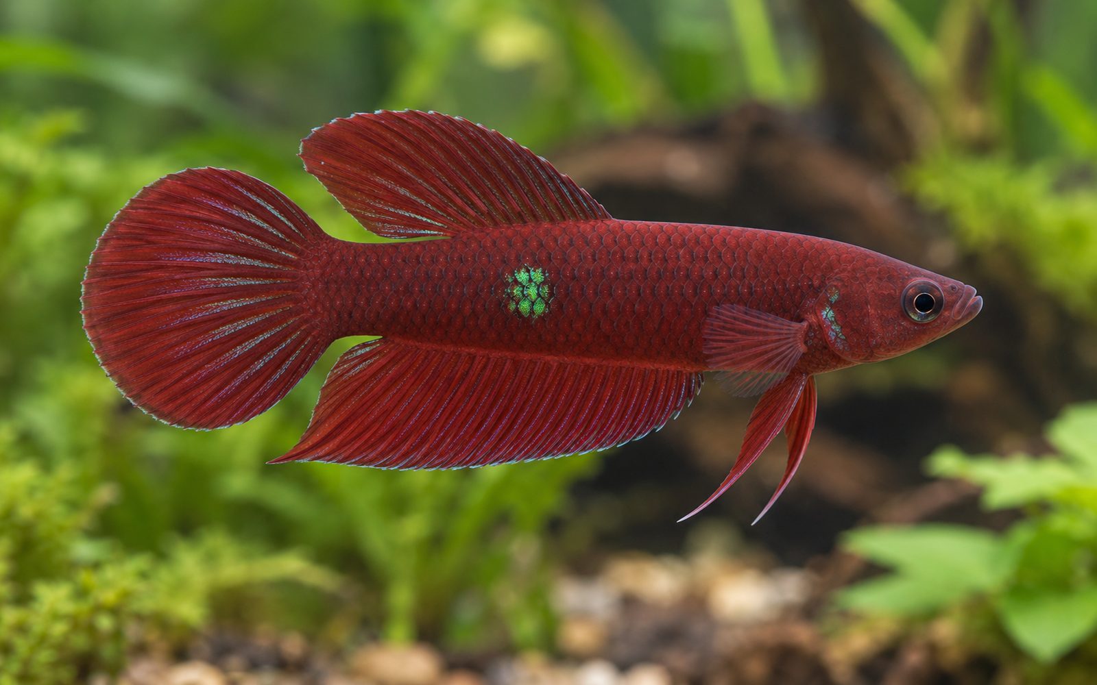 Şarap Kırmızısı Beta (Betta coccina)