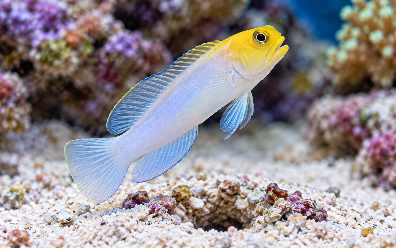 Sarı Başlı Jawfish (Opistognathus aurifrons)