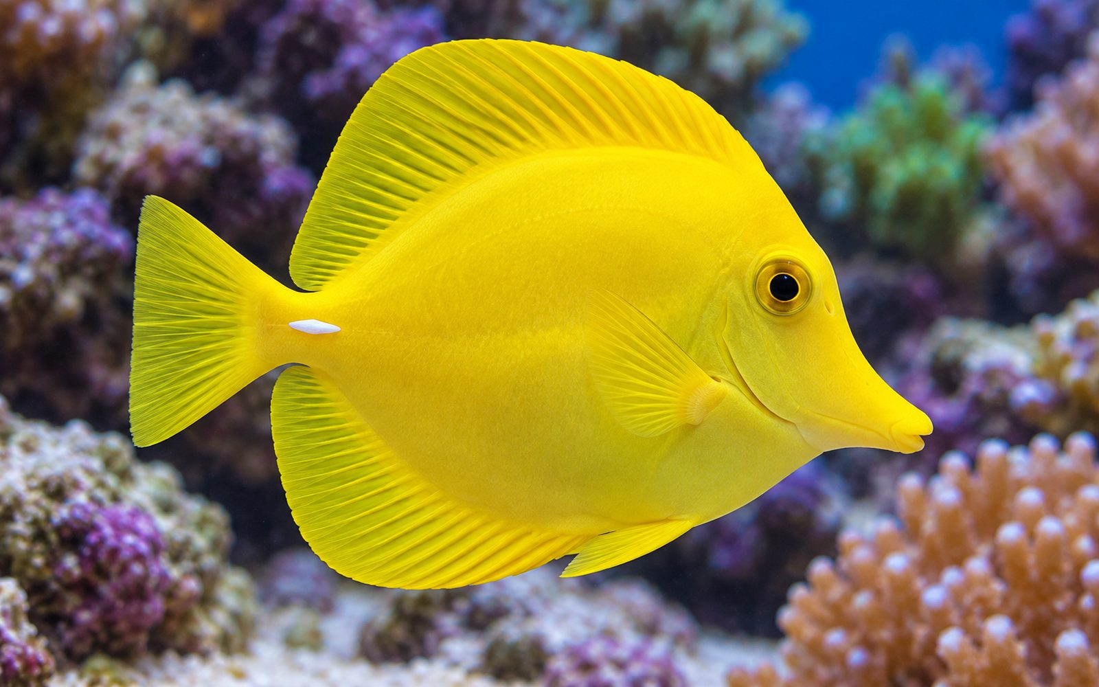 Sarı Cerrah (Zebrasoma flavescens)
