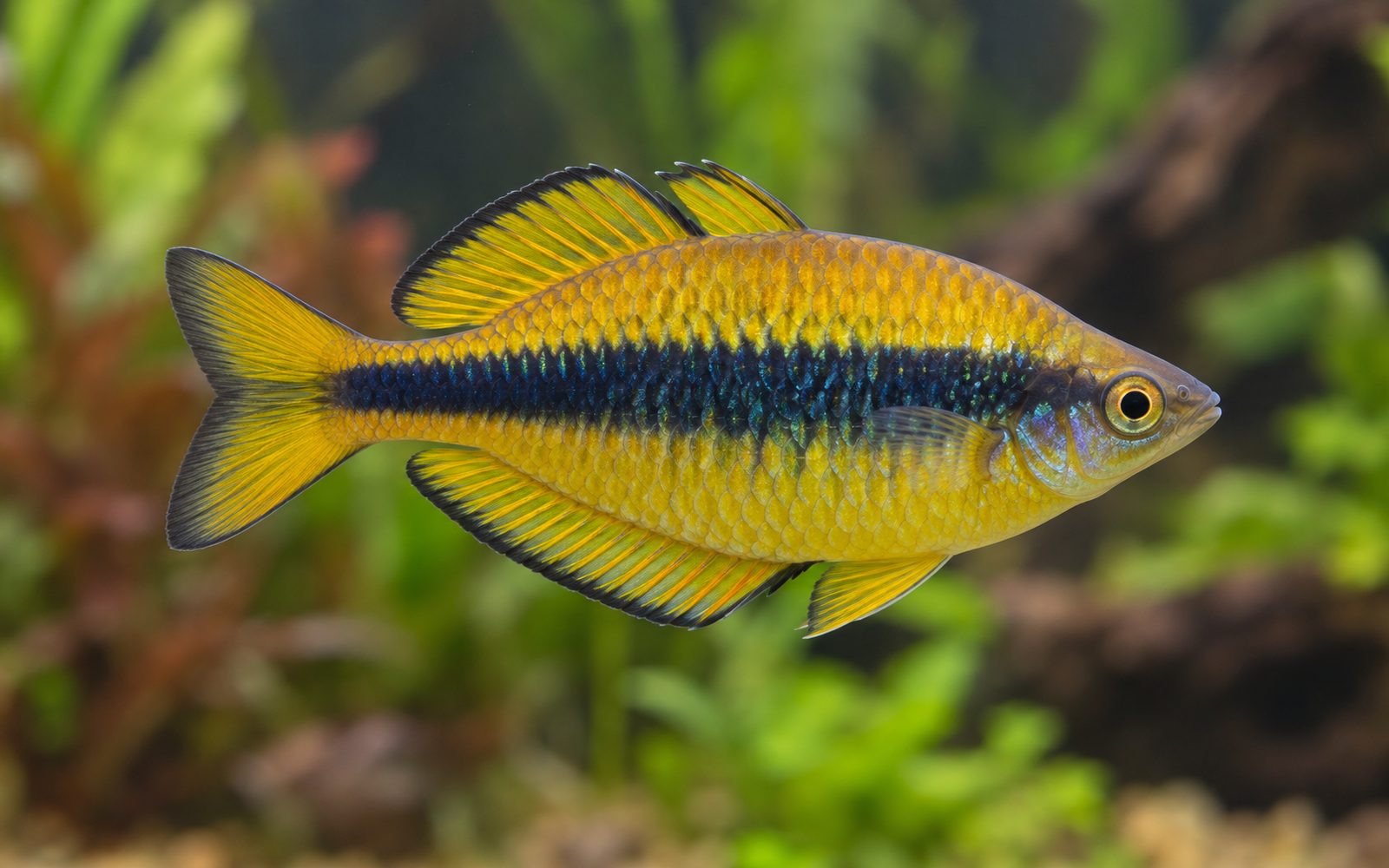 Sarı Gökkuşağı (Melanotaenia herbertaxelrodi)