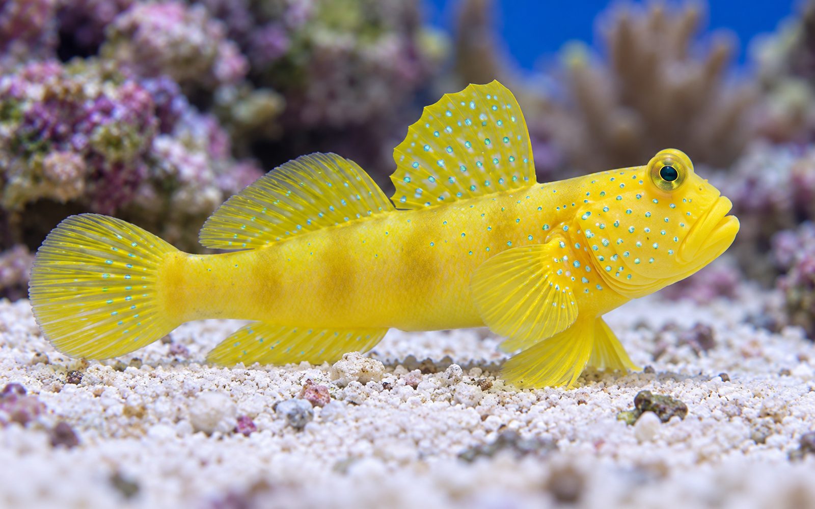 Sarı Gözcü Gobi (Cryptocentrus cinctus)