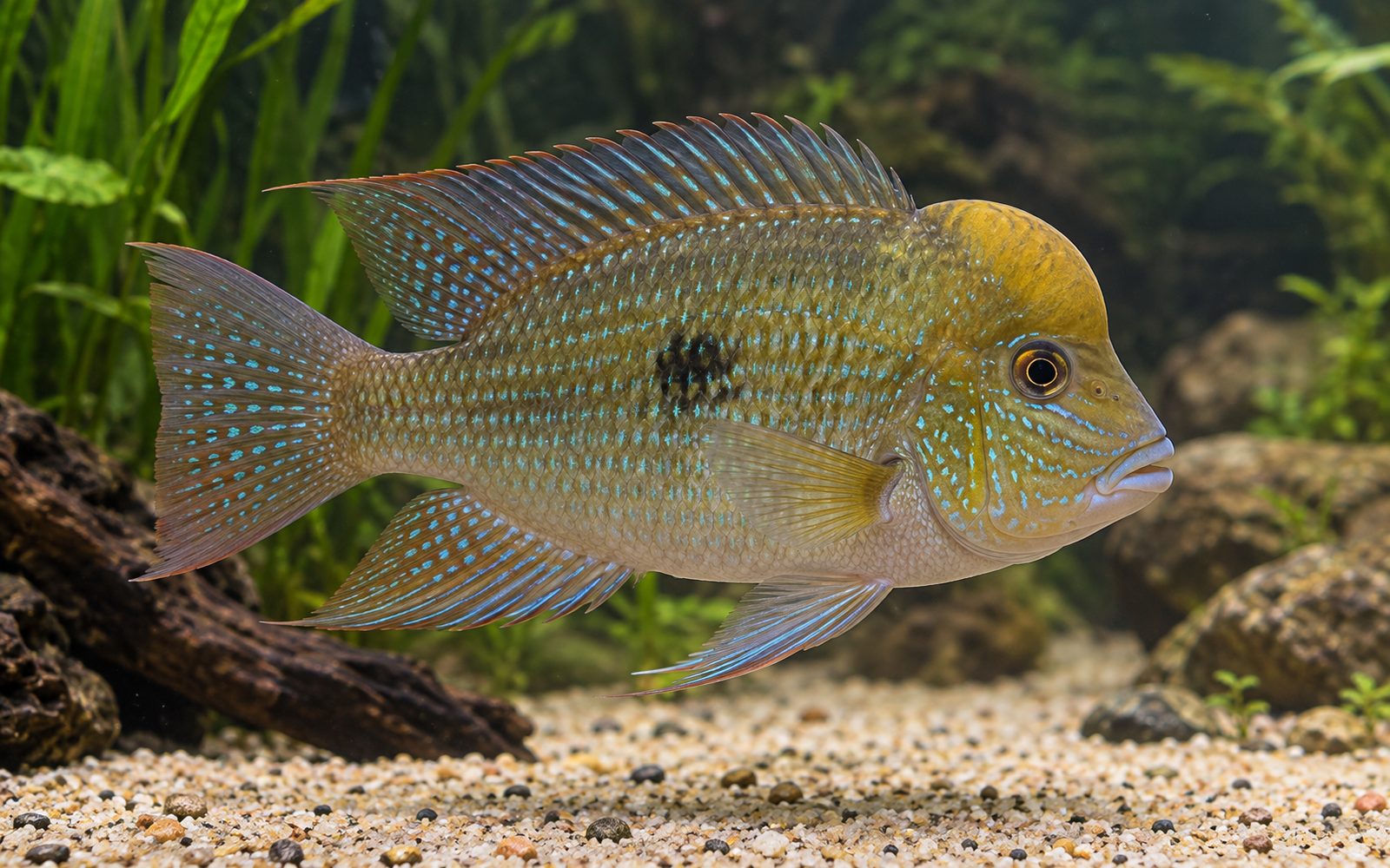Sarı Kamburlu Geophagus (Geophagus pellegrini)