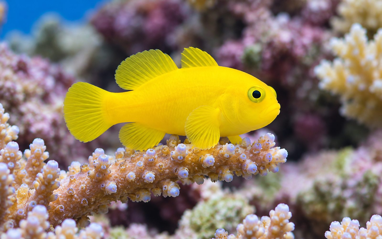 Sarı Palyaço Gobi (Gobiodon okinawae)