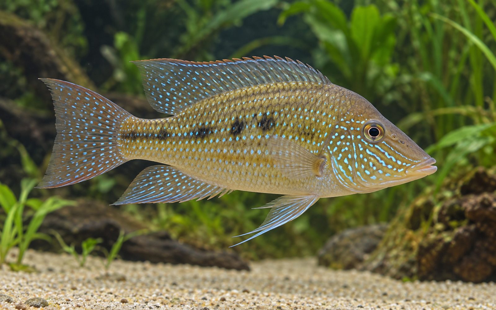 Satanoperca Leucosticta (Satanoperca leucosticta)