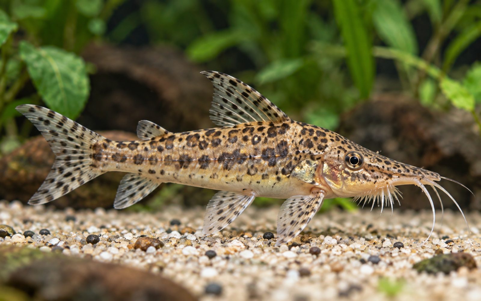 Scleromystax Barbatus (Scleromystax barbatus)