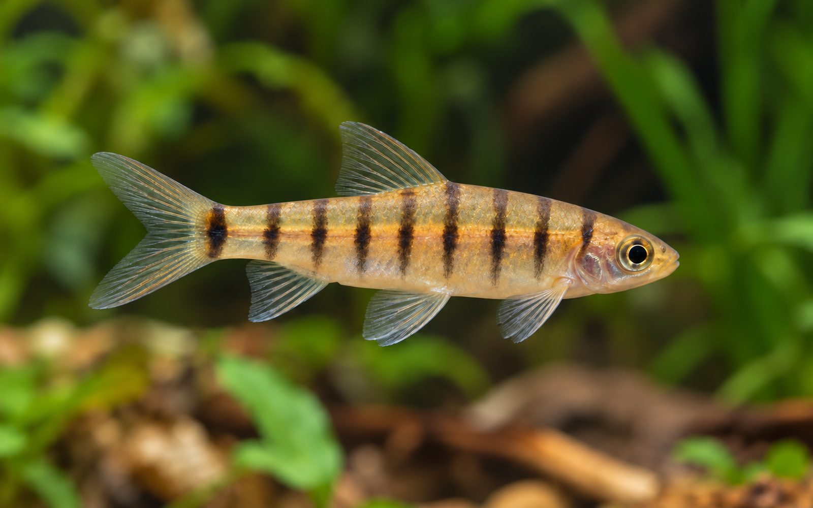 Sekiz Bantlı Sahte Barb (Eirmotus octozona)