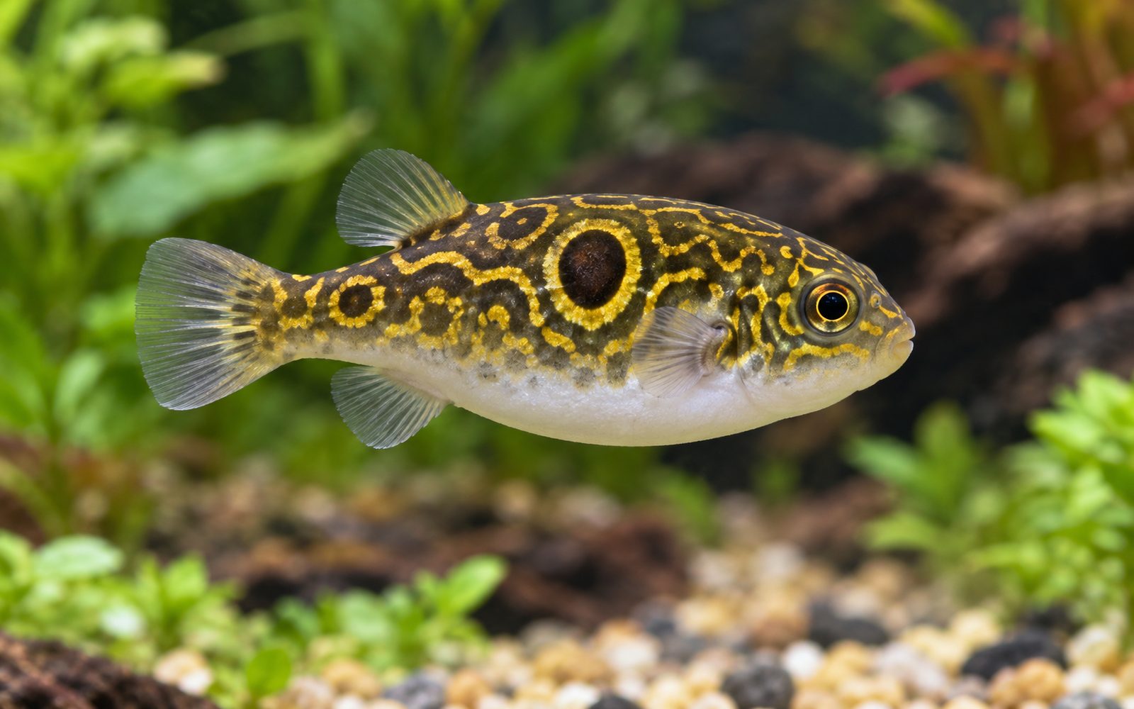 Figure Eight Puffer (Dichotomyctere ocellatus)