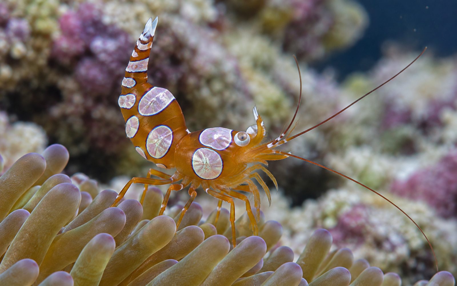 Seksi Karides (Thor amboinensis)