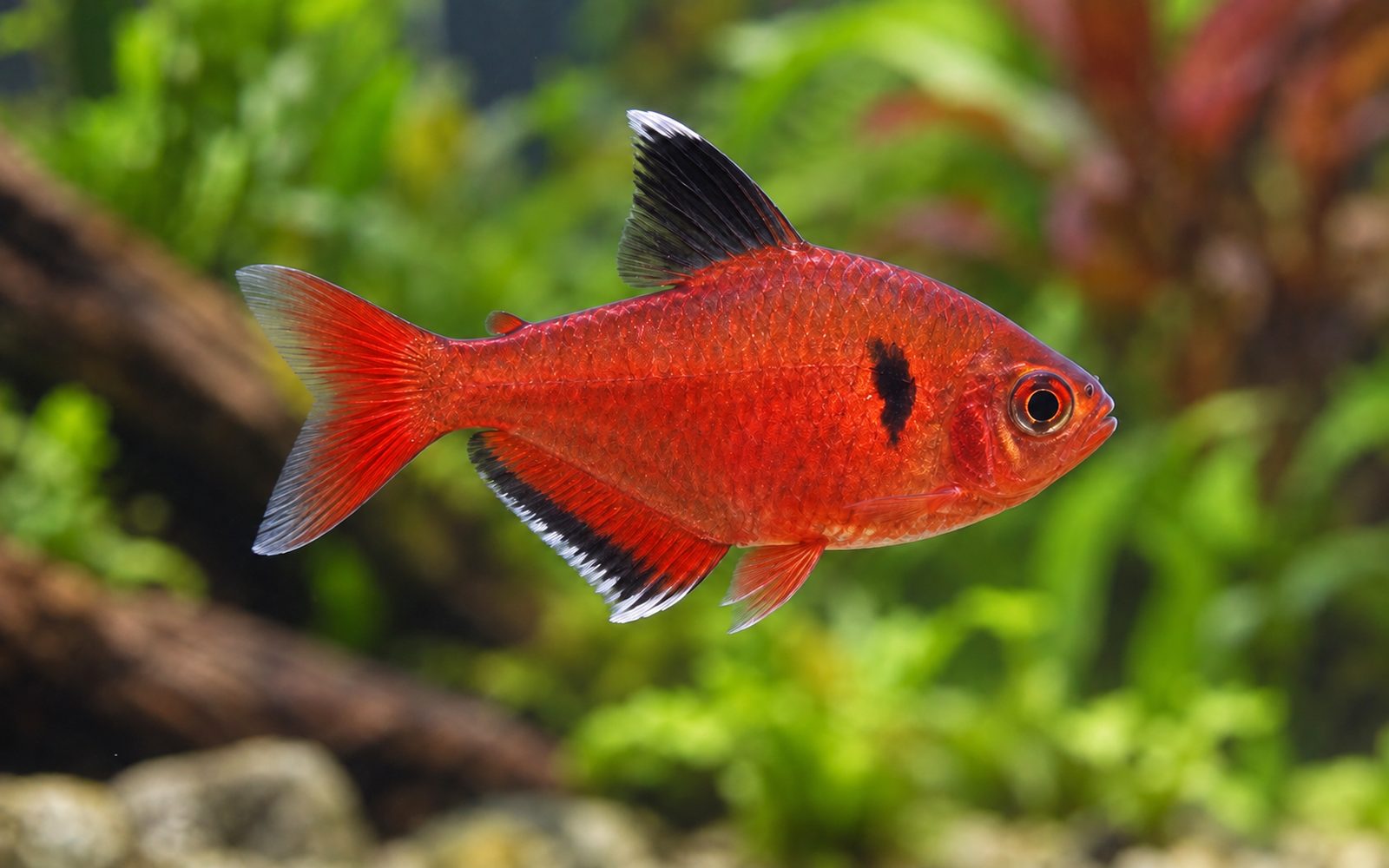 Serpae Tetra (Hyphessobrycon eques)
