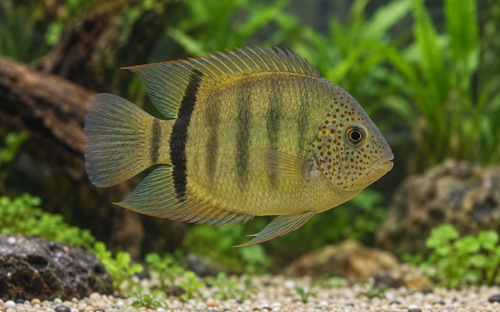 Severum (Heros efasciatus)