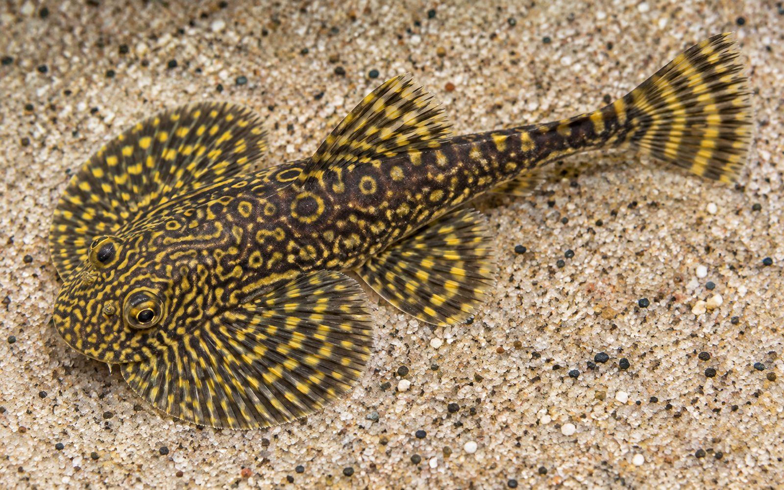 Sewellia Lineolata (Sewellia lineolata)