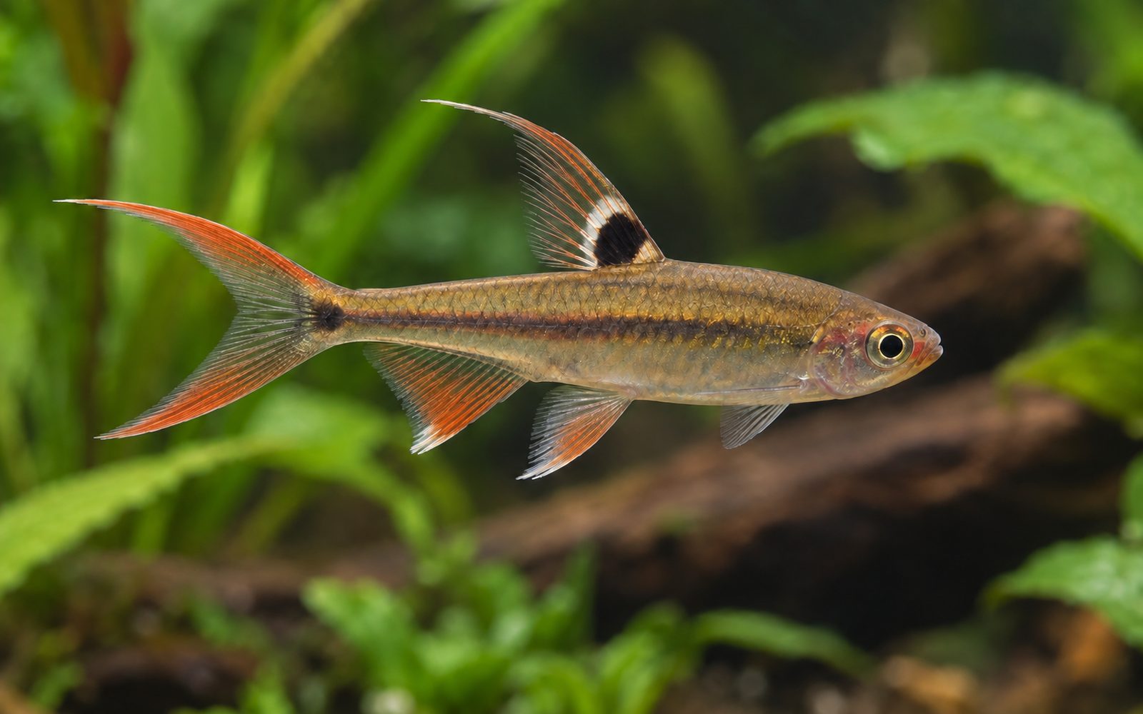 Sıçrayan Tetra (Copella arnoldi)