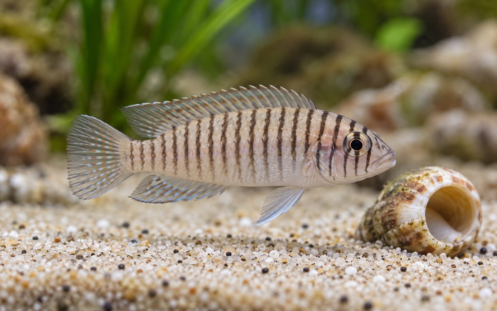 Similis (Neolamprologus similis)