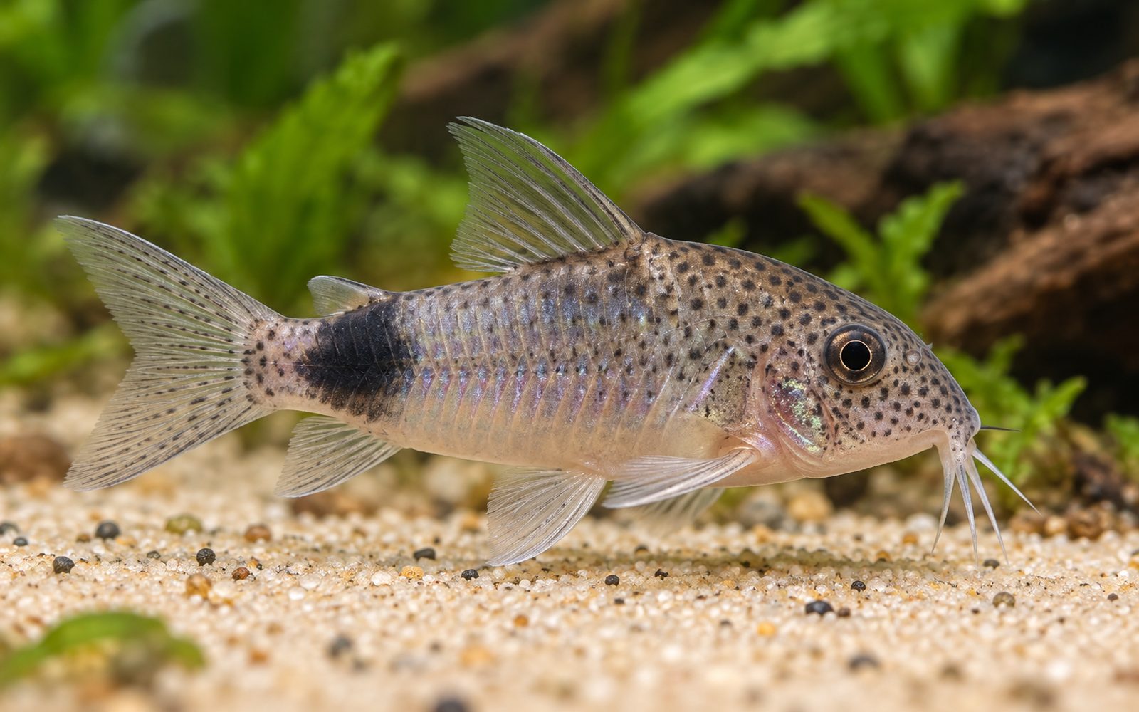 Similis Corydoras (Corydoras similis)