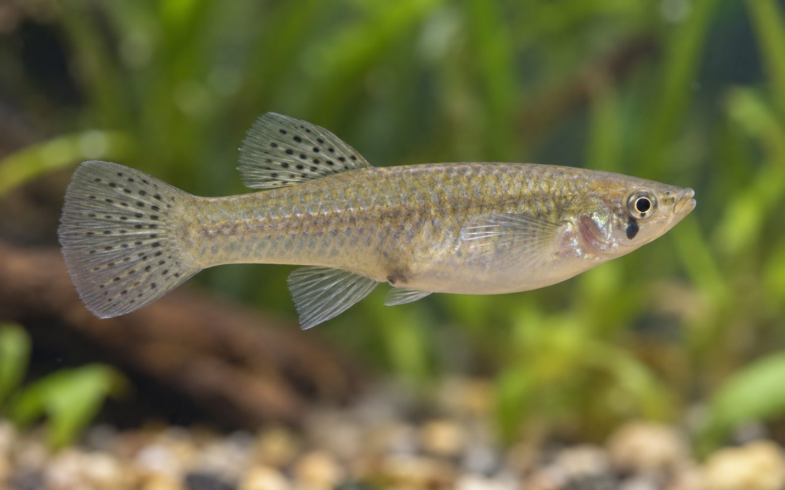 Sivrisinek Balığı (Gambusia holbrooki)