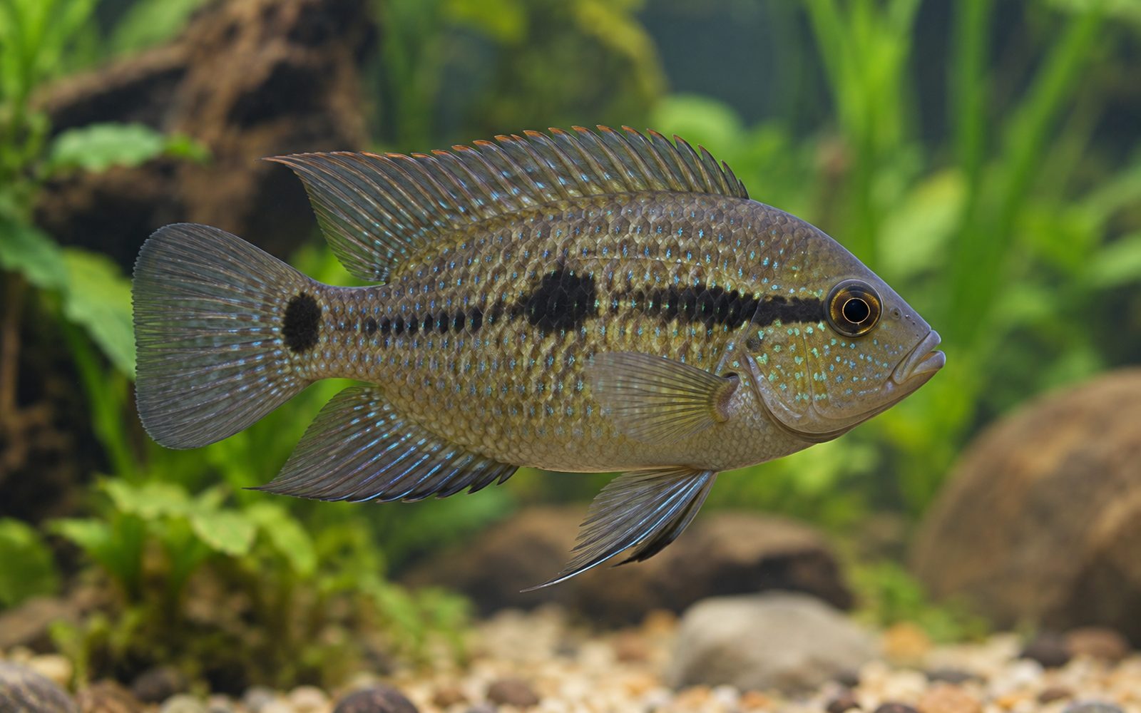 Siyah Akara (Cichlasoma bimaculatum)