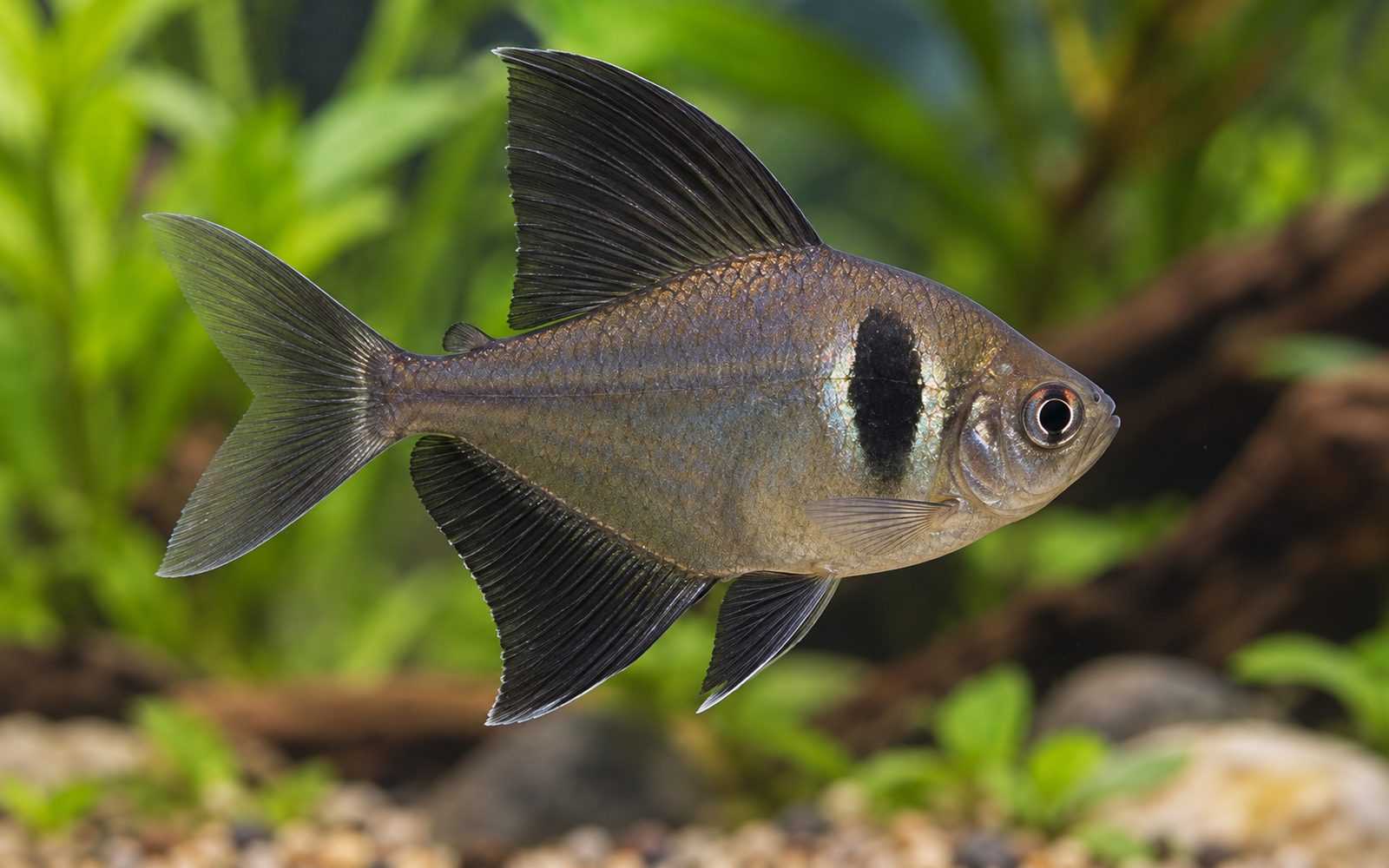 Siyah Fantom Tetra (Hyphessobrycon megalopterus)