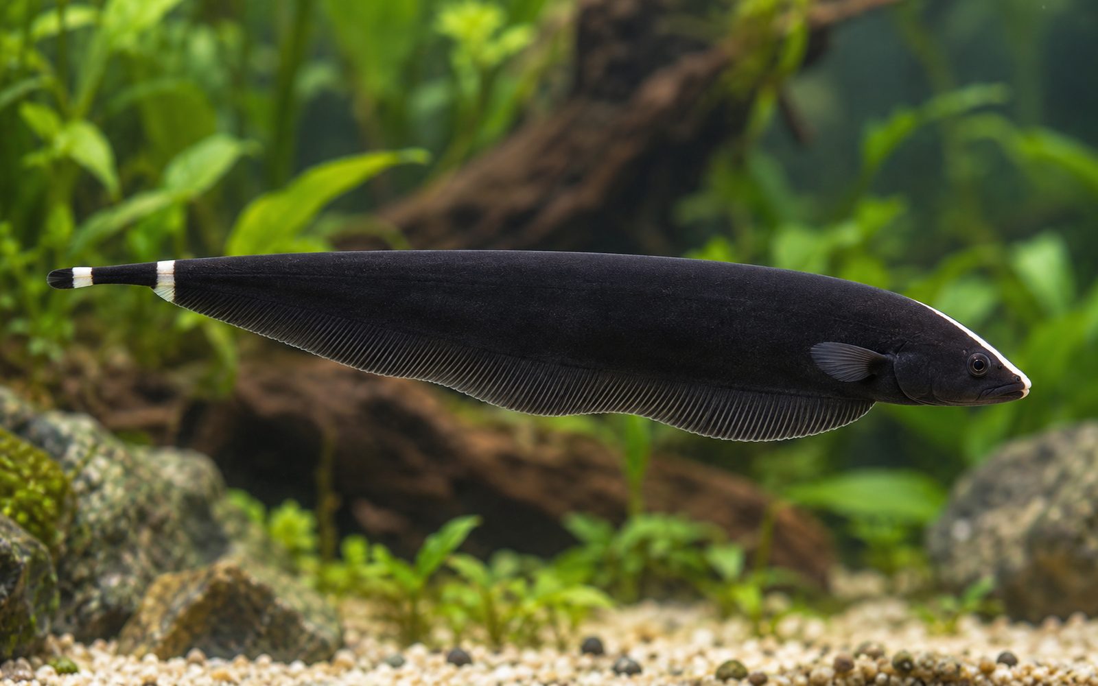 Black Ghost Knifefish (Apteronotus albifrons)