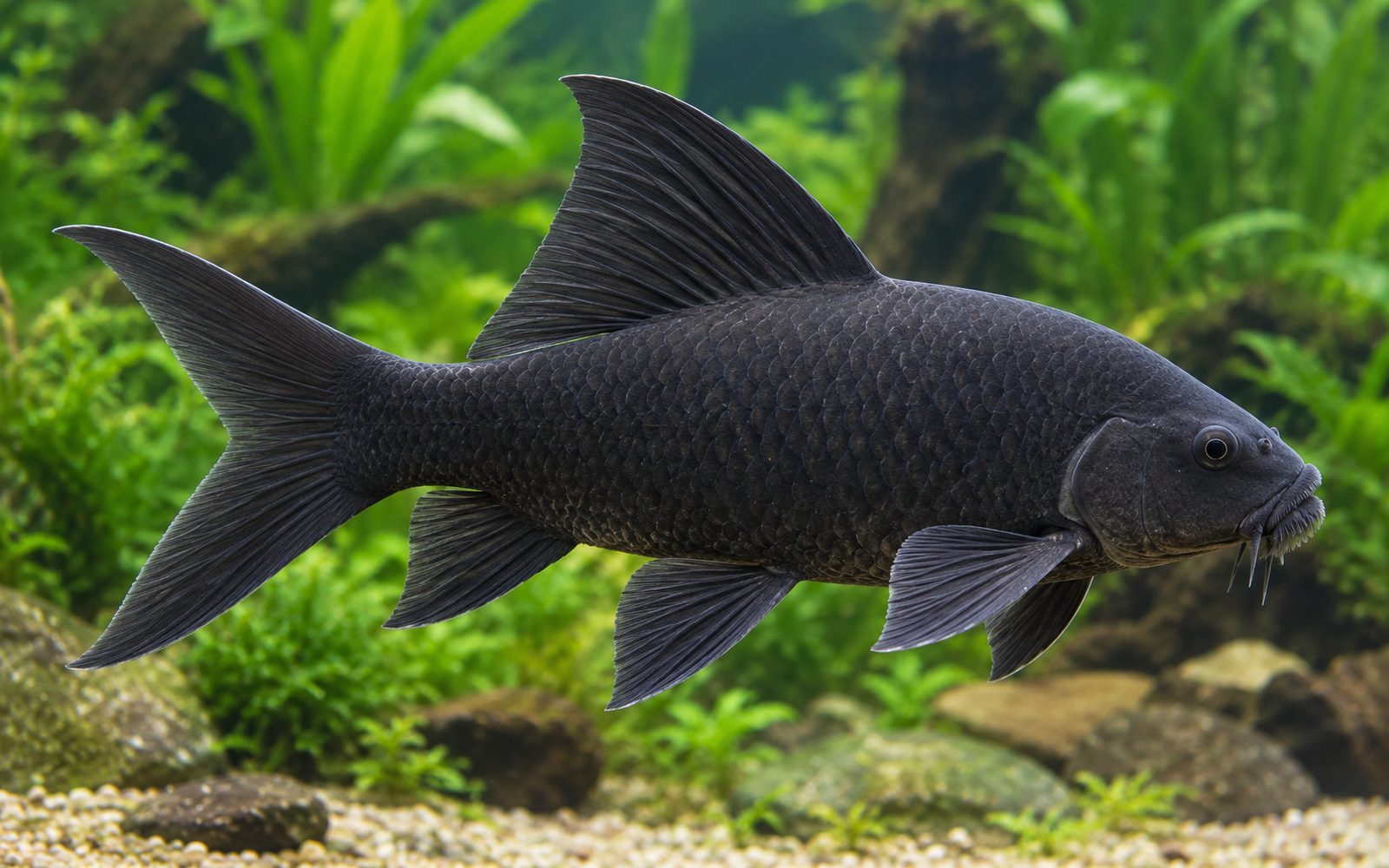 Siyah Köpekbalığı (Labeo chrysophekadion)