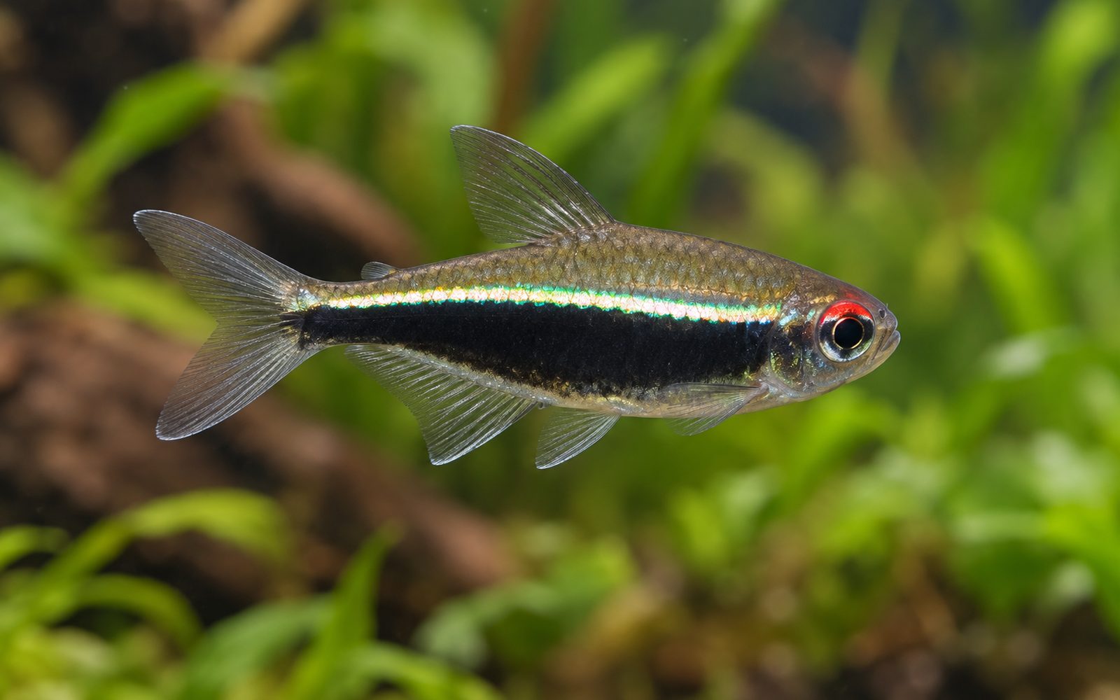 Siyah Neon Tetra (Hyphessobrycon herbertaxelrodi)