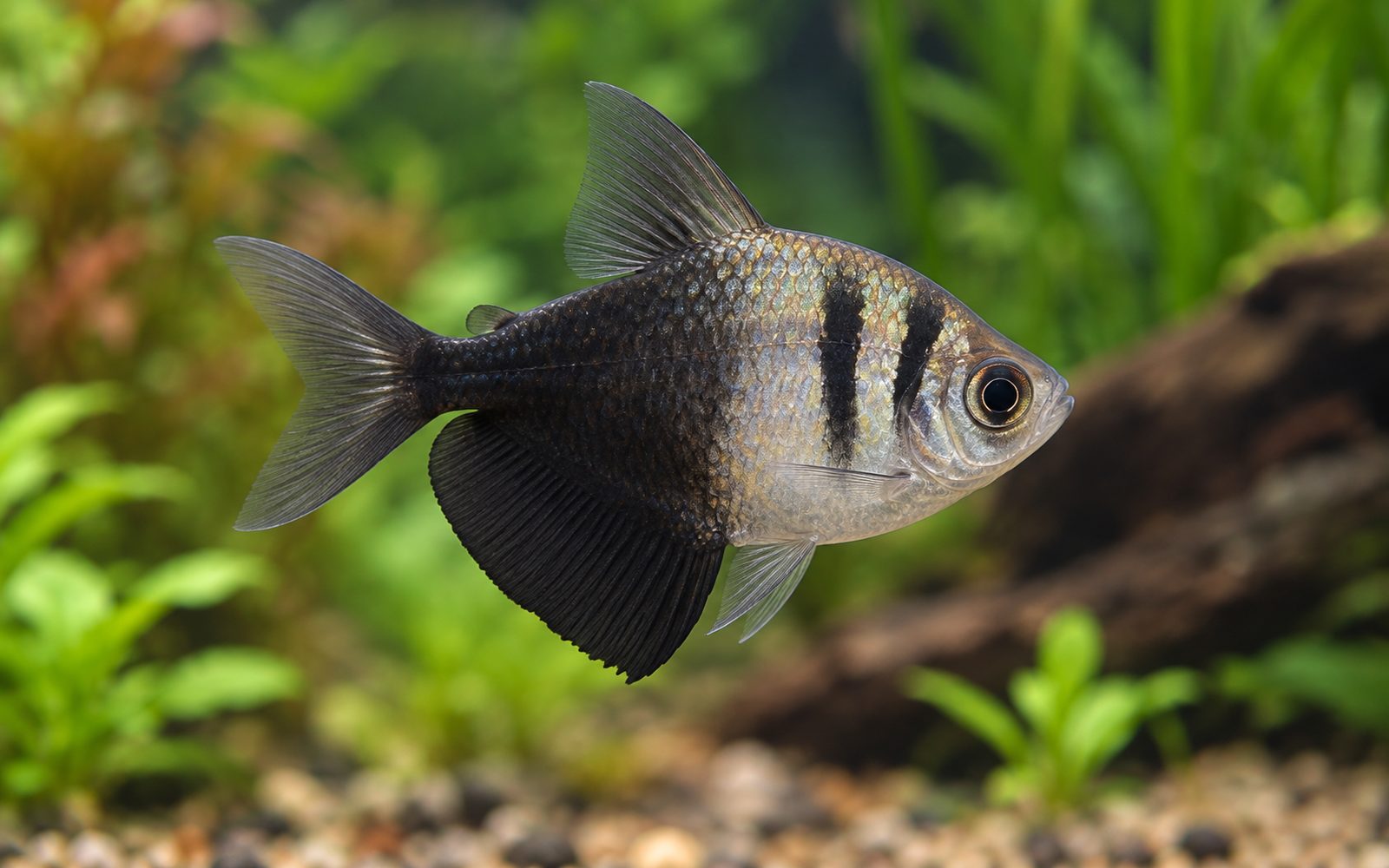 Siyah Tetra (Gymnocorymbus ternetzi)