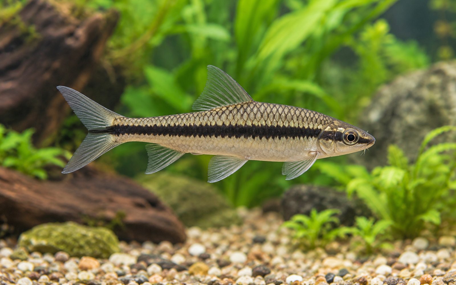 Siyam Yosun Yiyici (Crossocheilus oblongus)