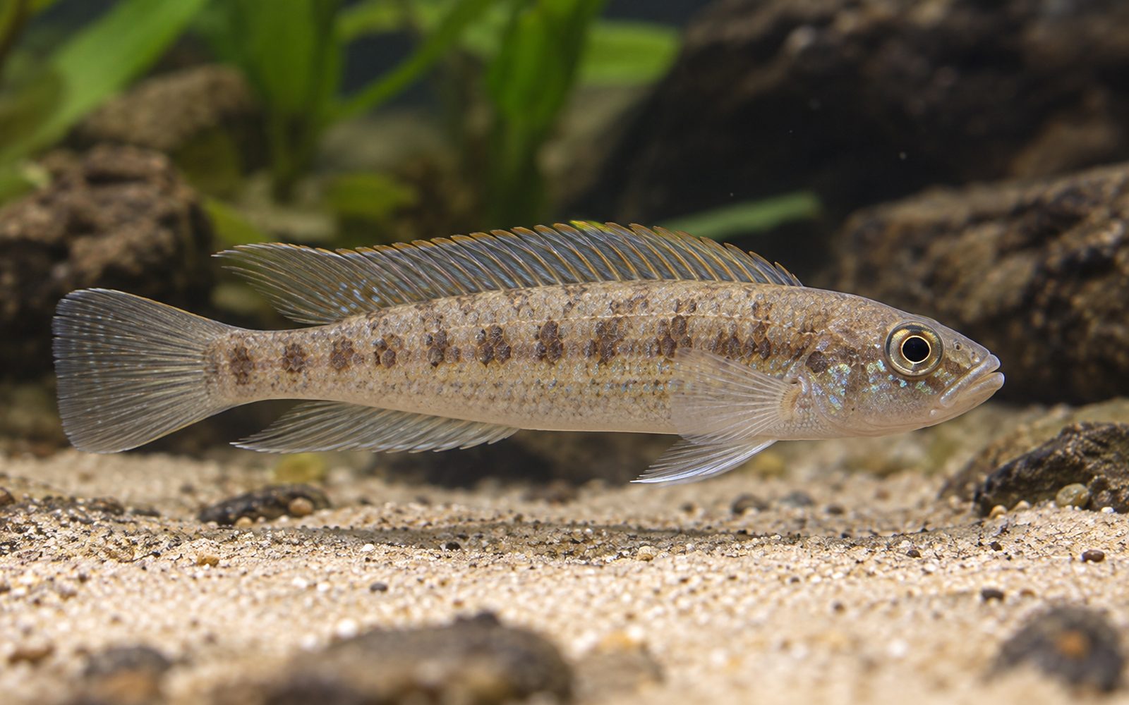 Steatocranus Tinanti (Steatocranus tinanti)