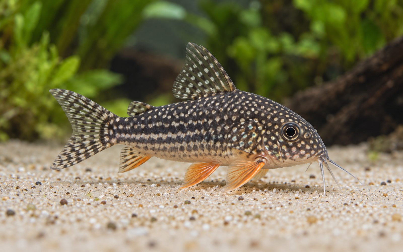Sterbai Corydoras (Corydoras sterbai)