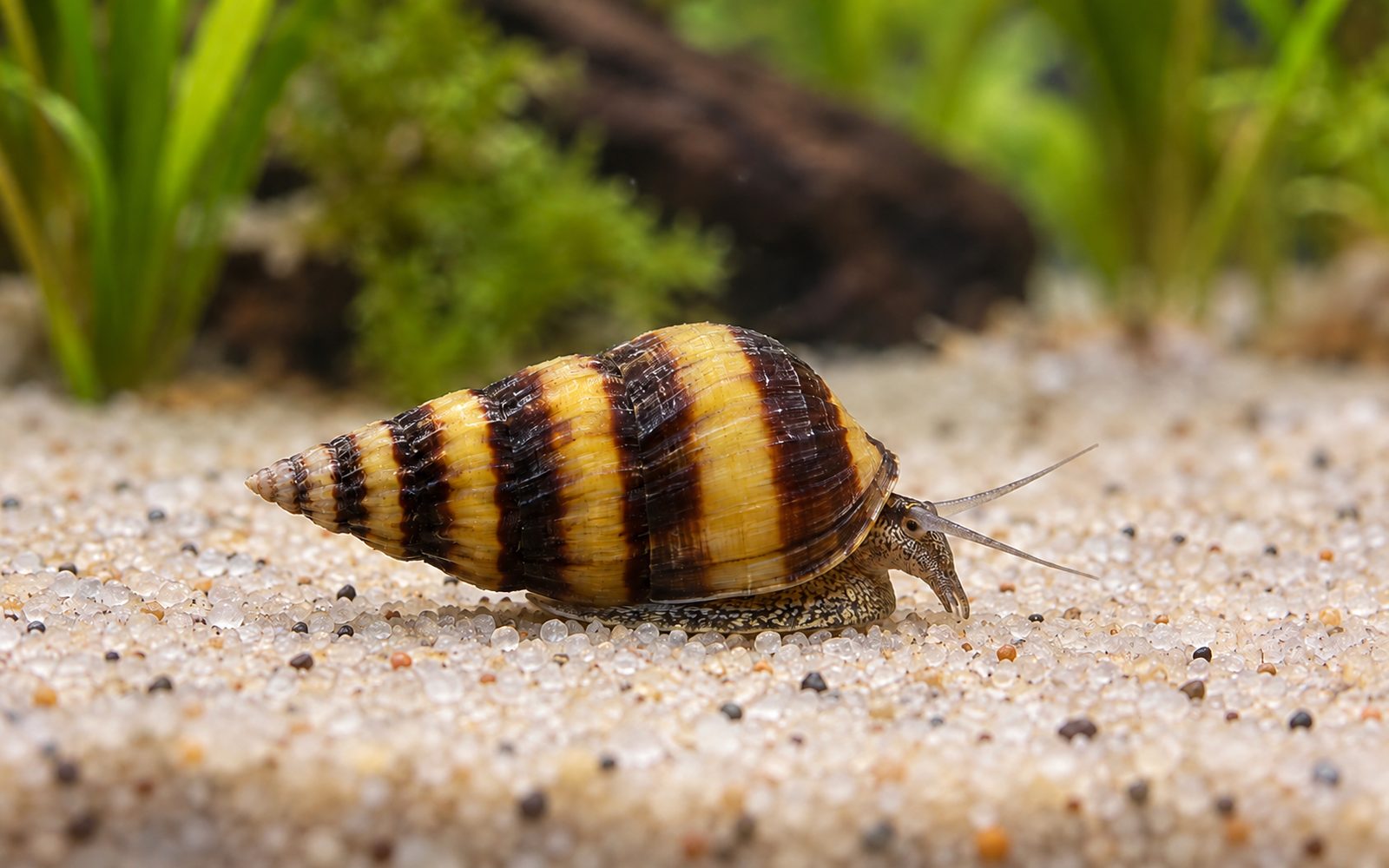 Suikastçı Salyangoz (Clea helena)