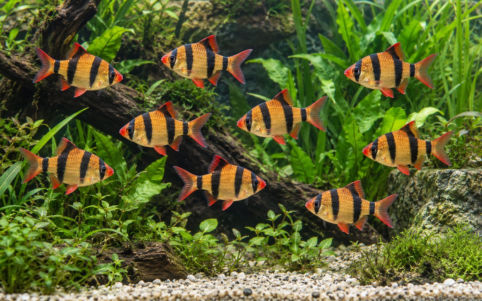 Sumatra Barbı — Akvaryumda