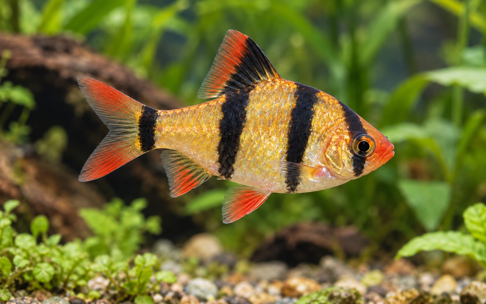 Sumatra Barbı (Puntigrus tetrazona)