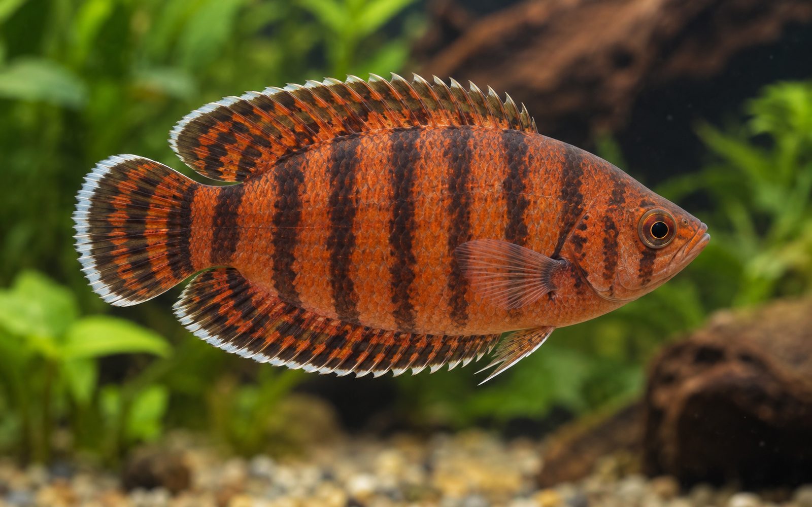 Süslü Ctenopoma (Microctenopoma ansorgii)