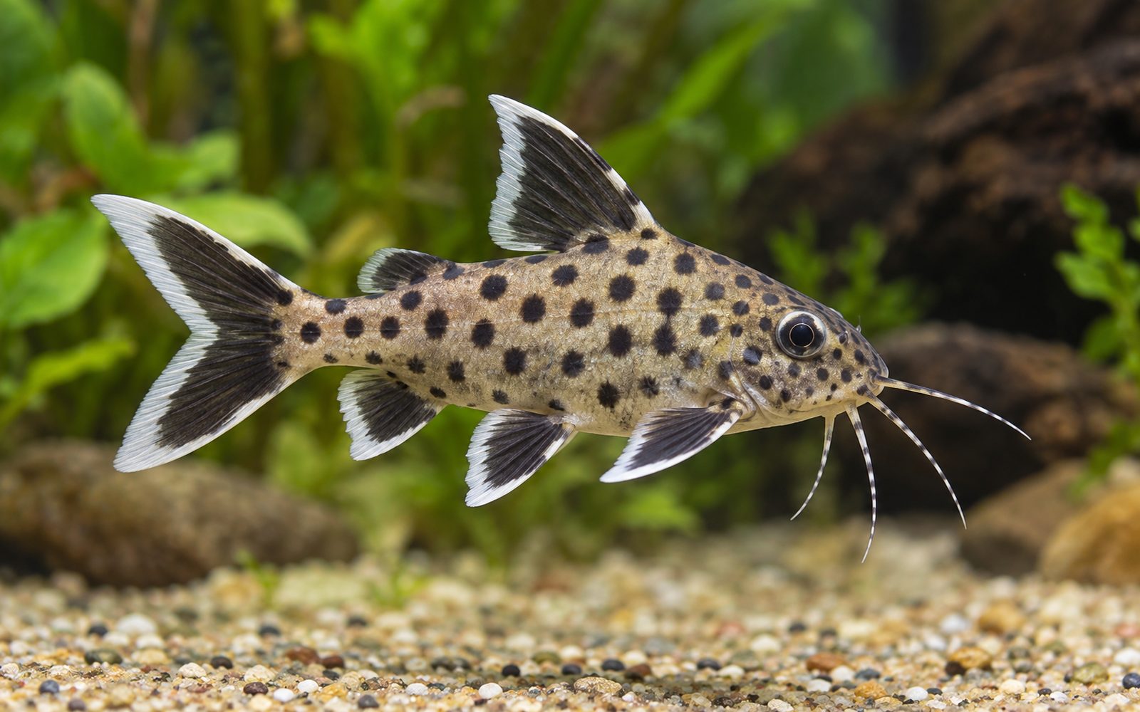 Lucipinnis Synodontis (Synodontis lucipinnis)