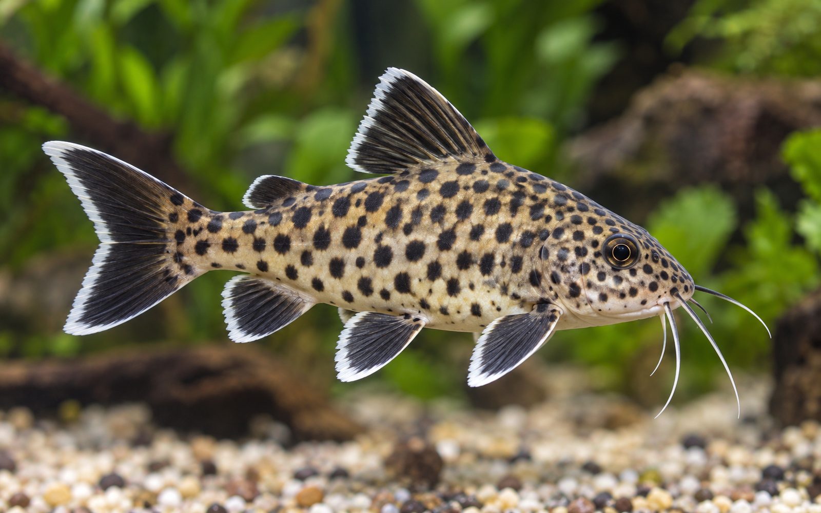 Petricola Synodontis (Synodontis petricola)