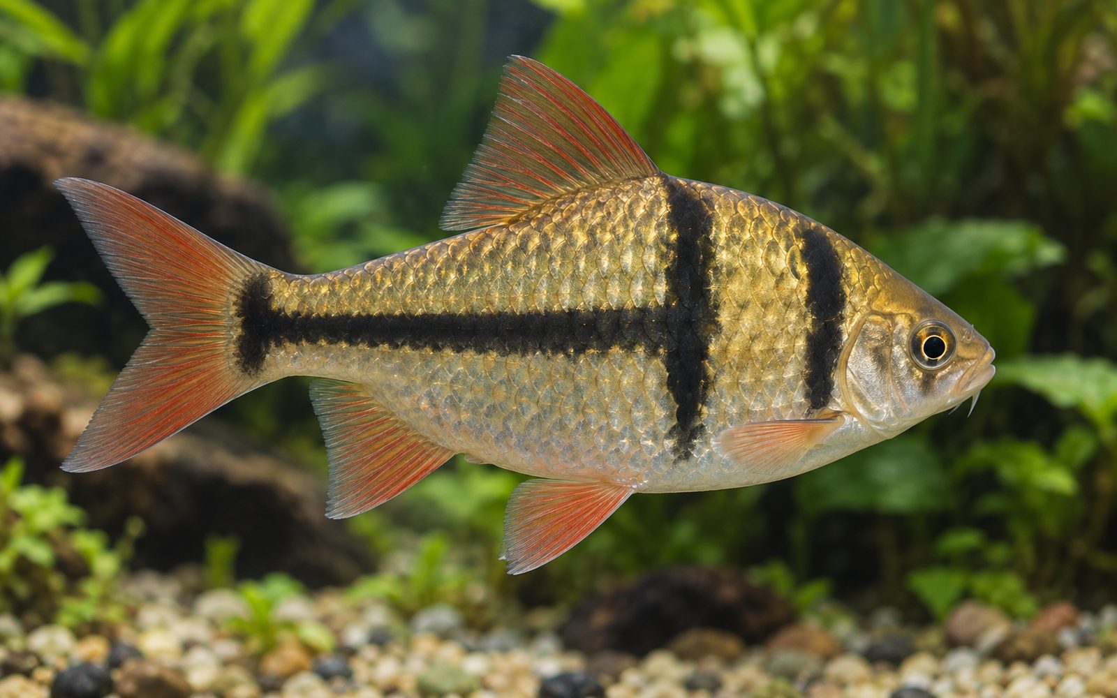 T Barbı (Barbodes lateristriga)