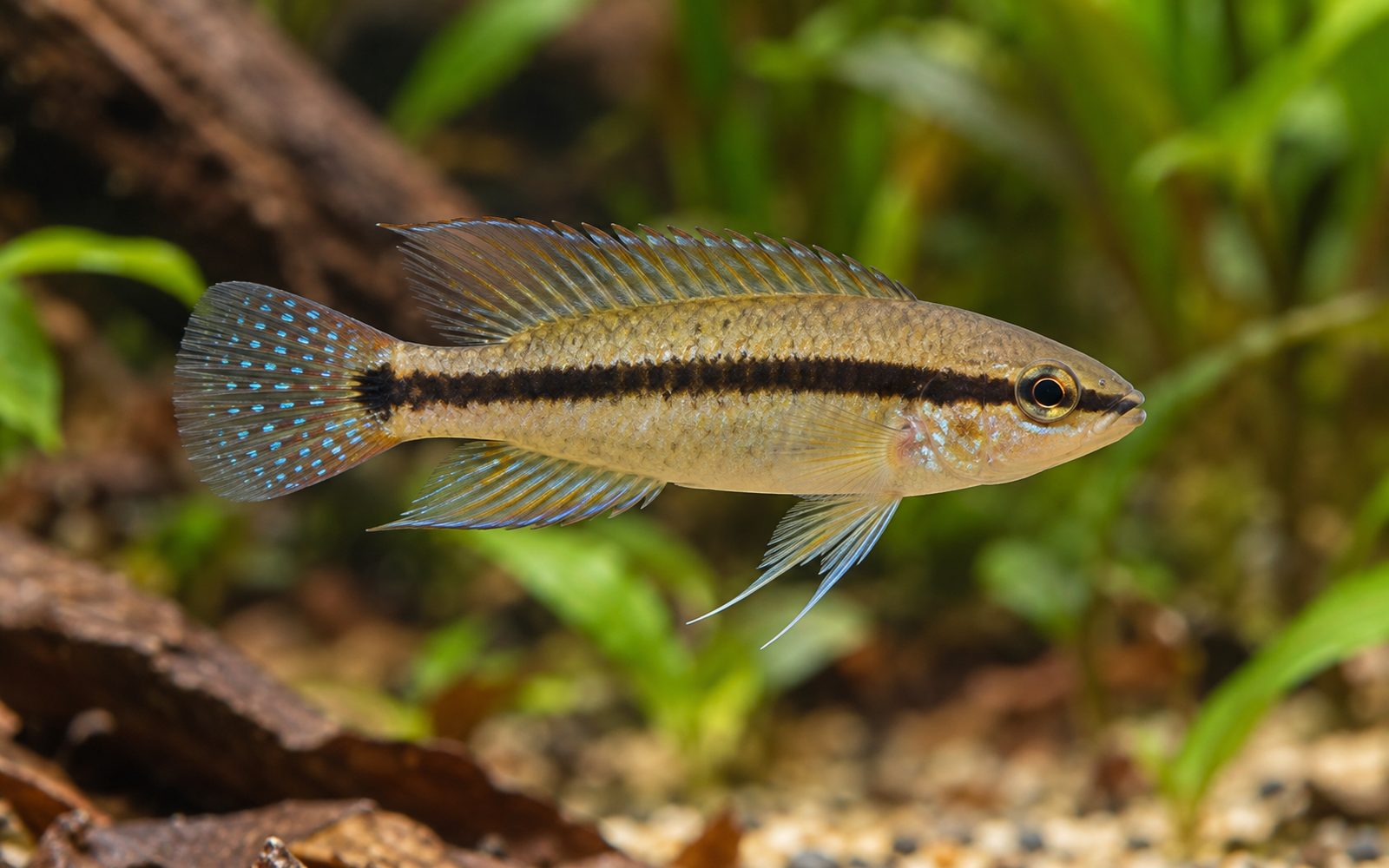 Taeniacara candidi (Taeniacara candidi)