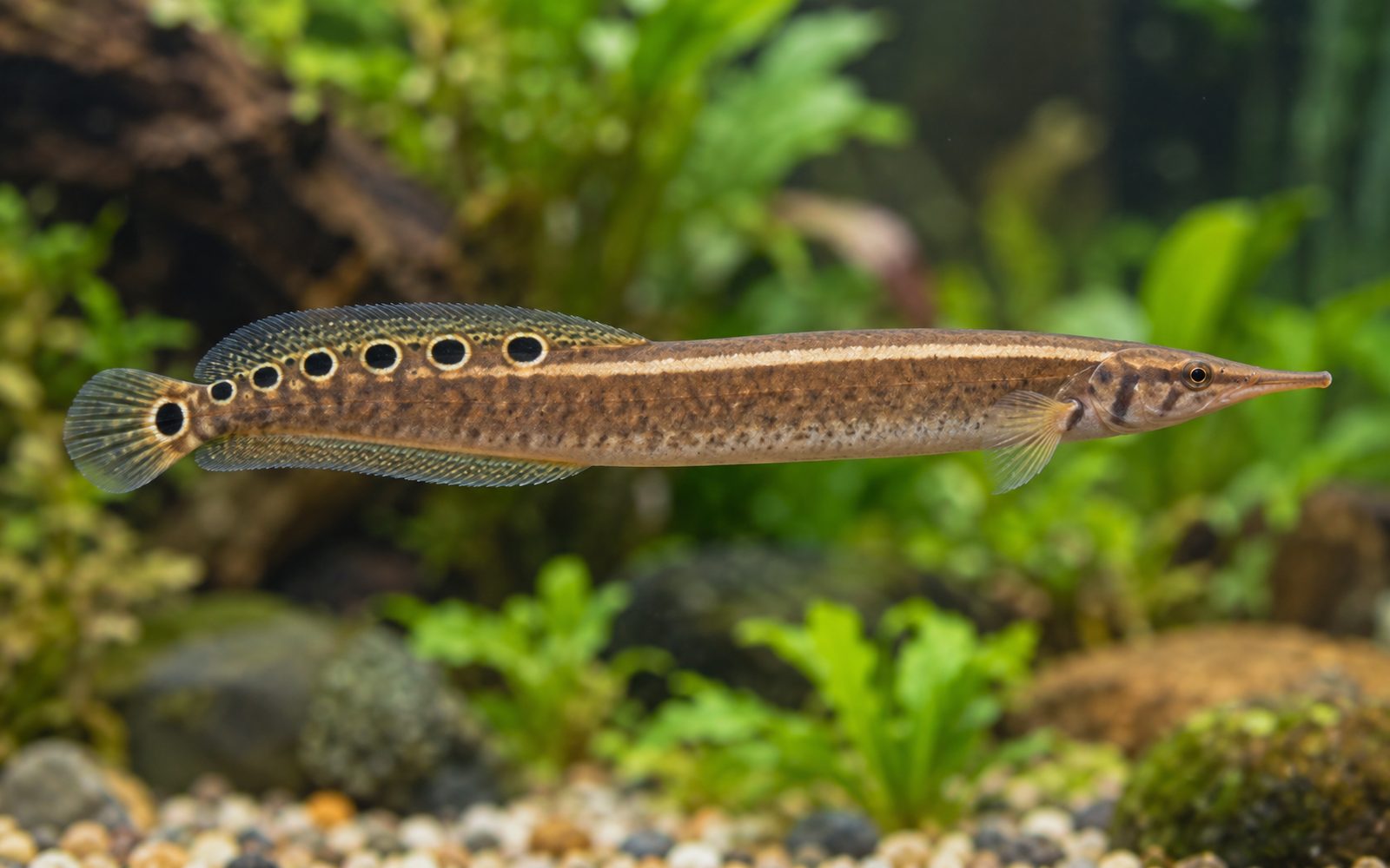 Peacock Eel (Macrognathus siamensis)
