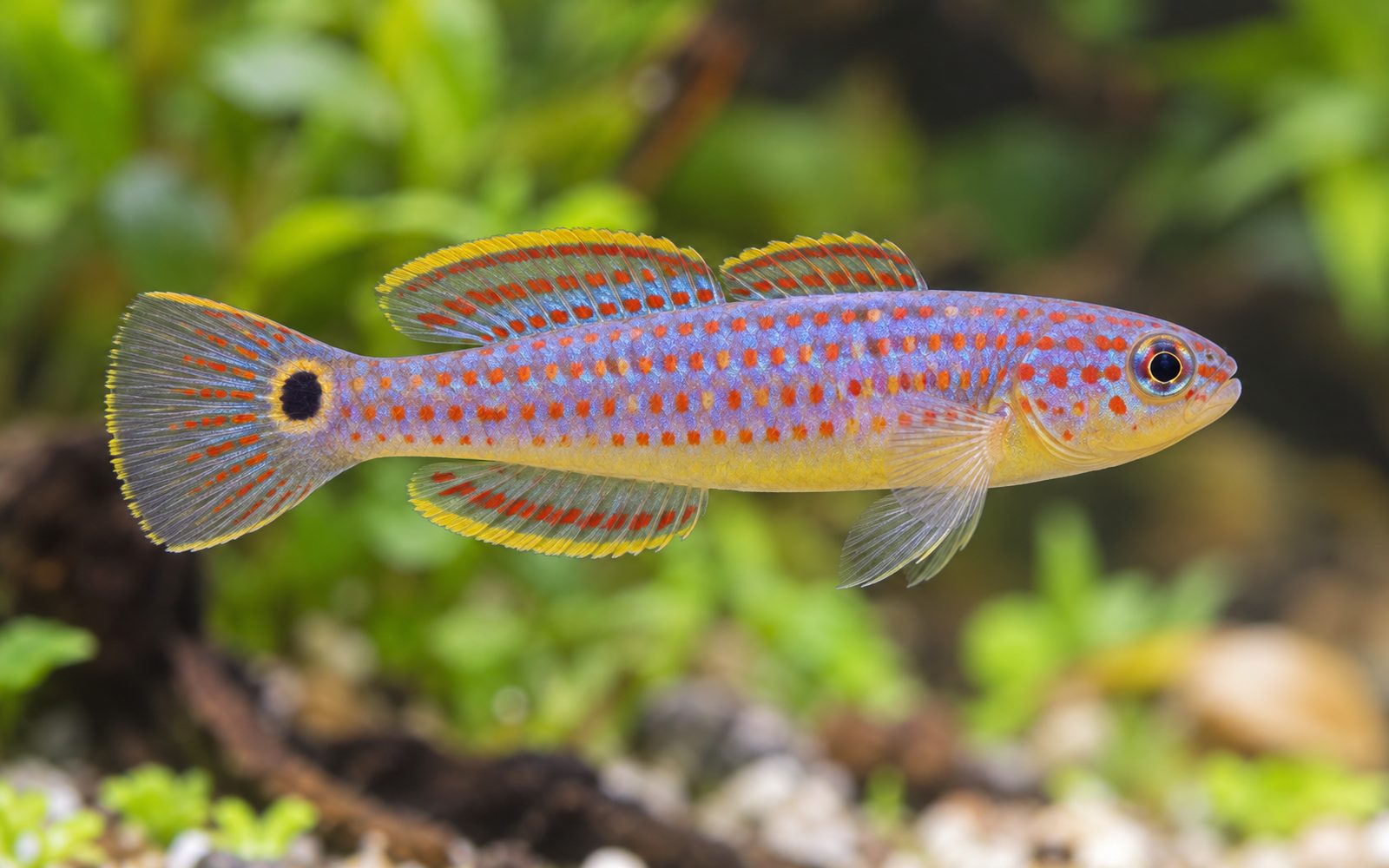 Peacock Gudgeon (Tateurndina ocellicauda)