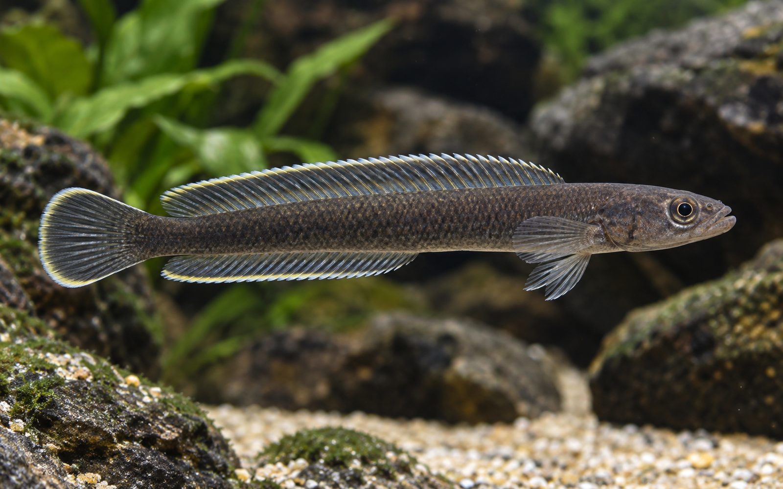Teleogramma Brichardi (Teleogramma brichardi)