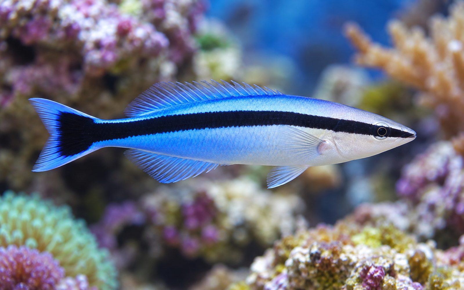 Temizlikçi Wrasse (Labroides dimidiatus)