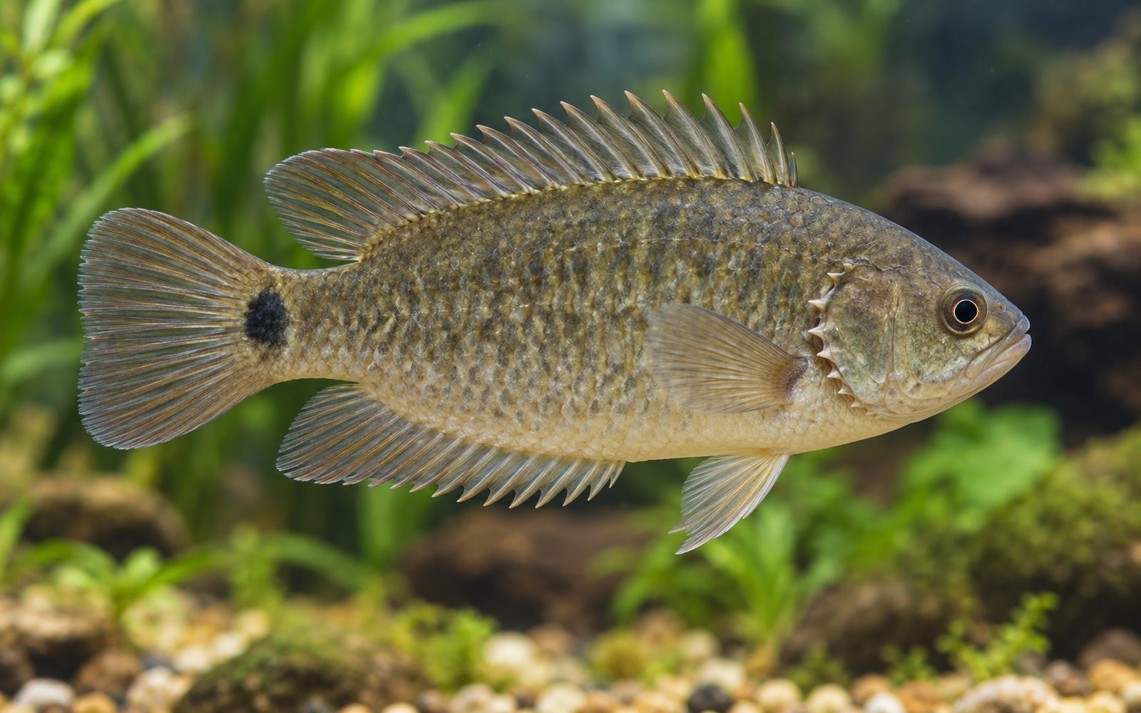 Tırmanan Levrek (Anabas testudineus)