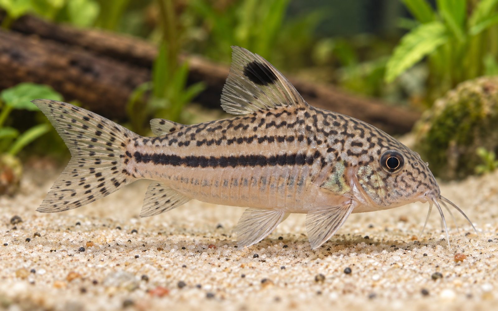 Trilineatus Corydoras (Corydoras trilineatus)