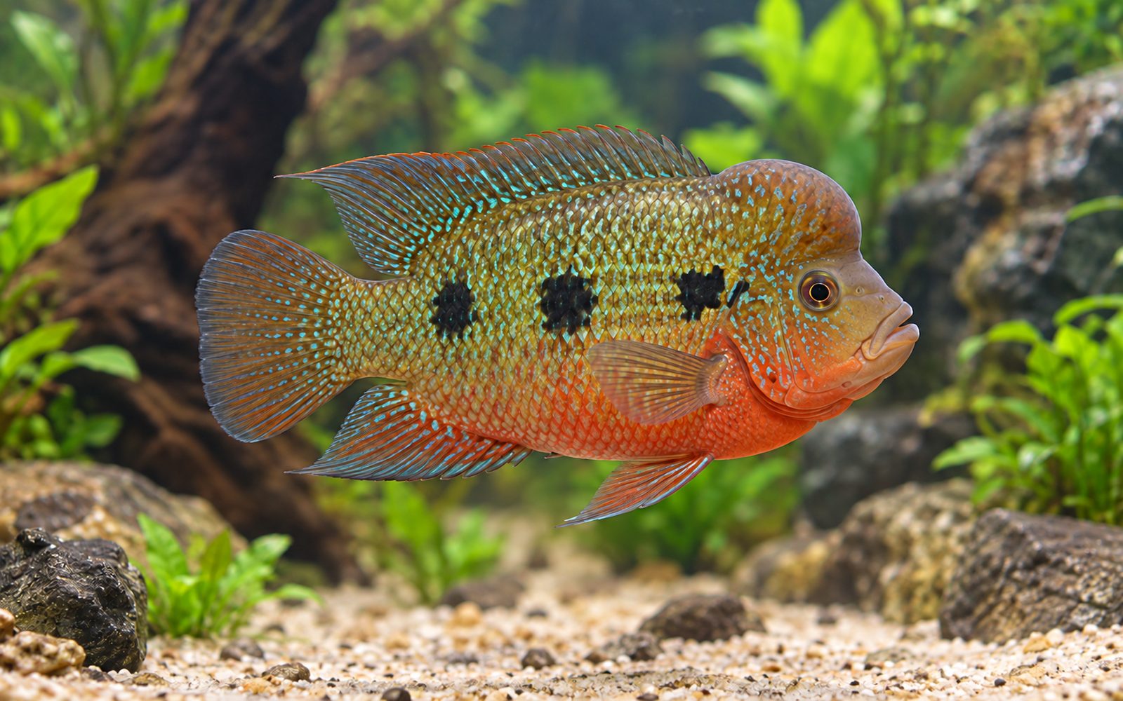 Trimac (Amphilophus trimaculatus)