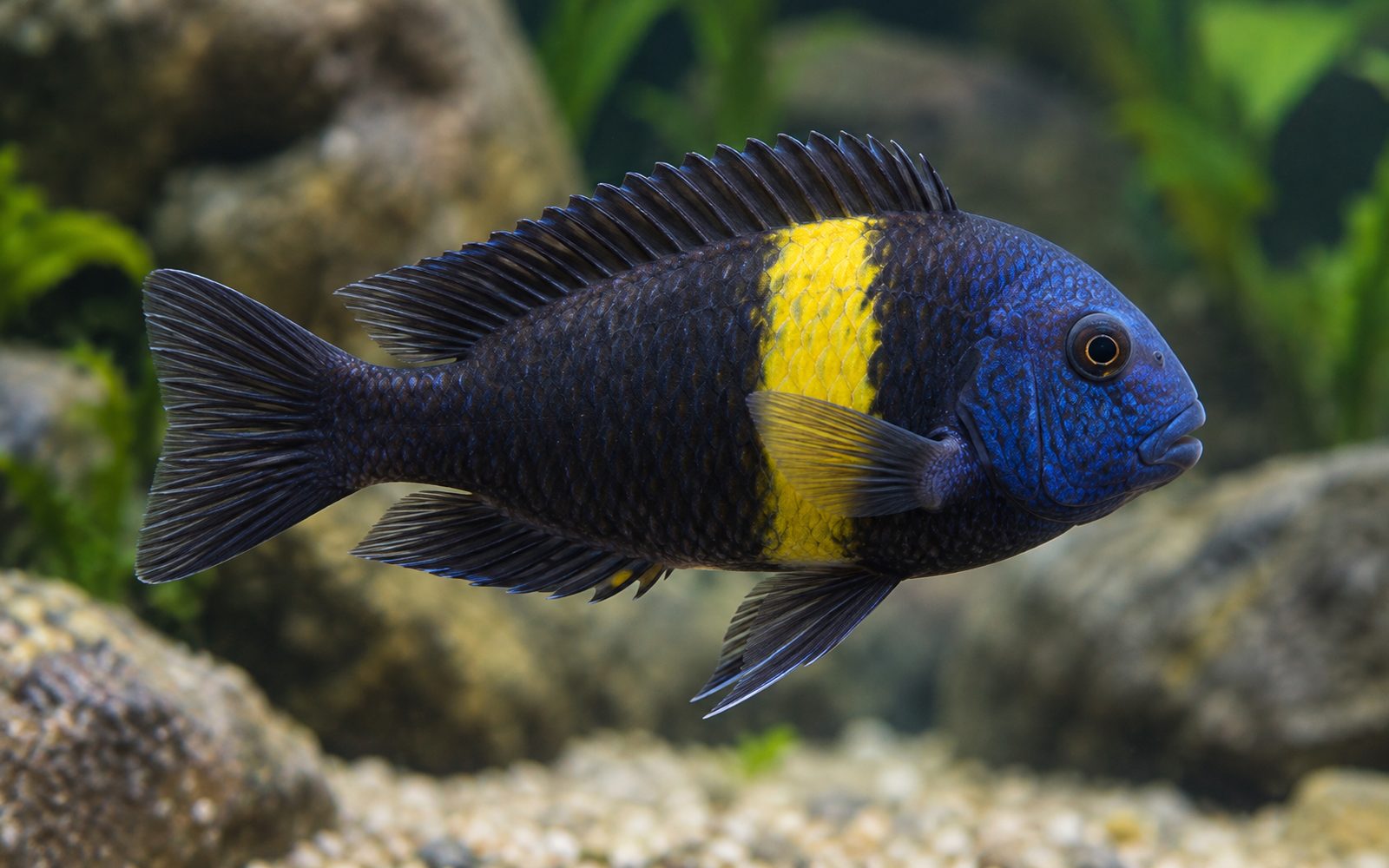 Tropheus Duboisi (Tropheus duboisi)