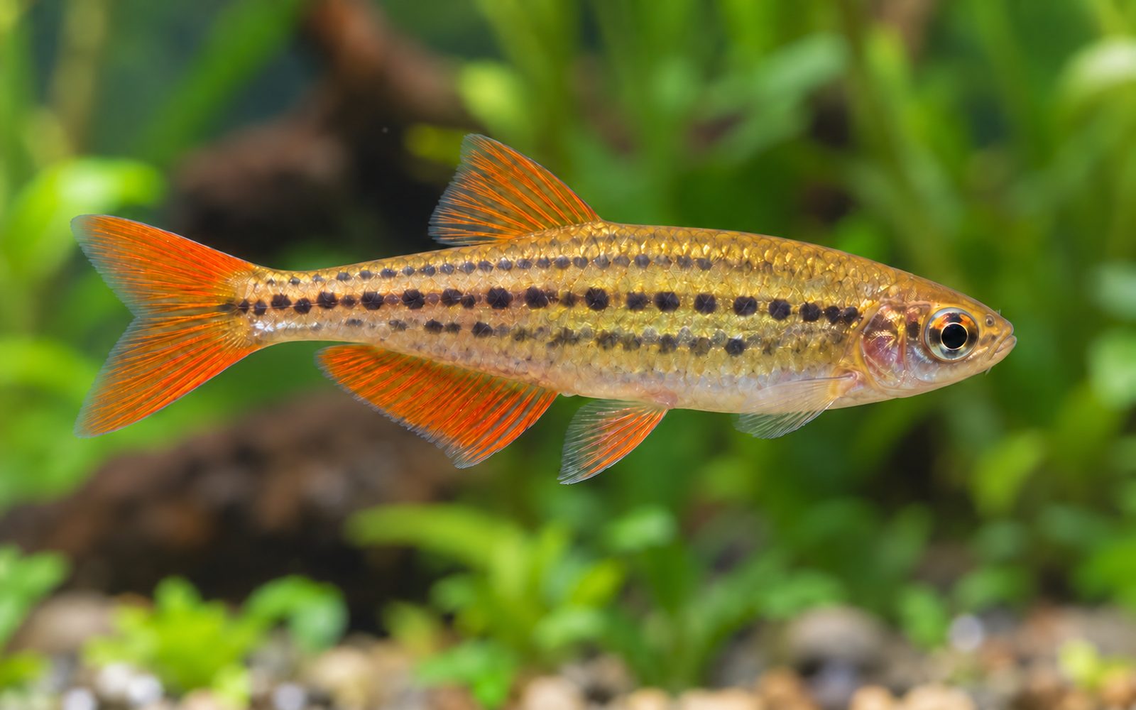 Turuncu Yüzgeçli Danio (Danio kyathit)