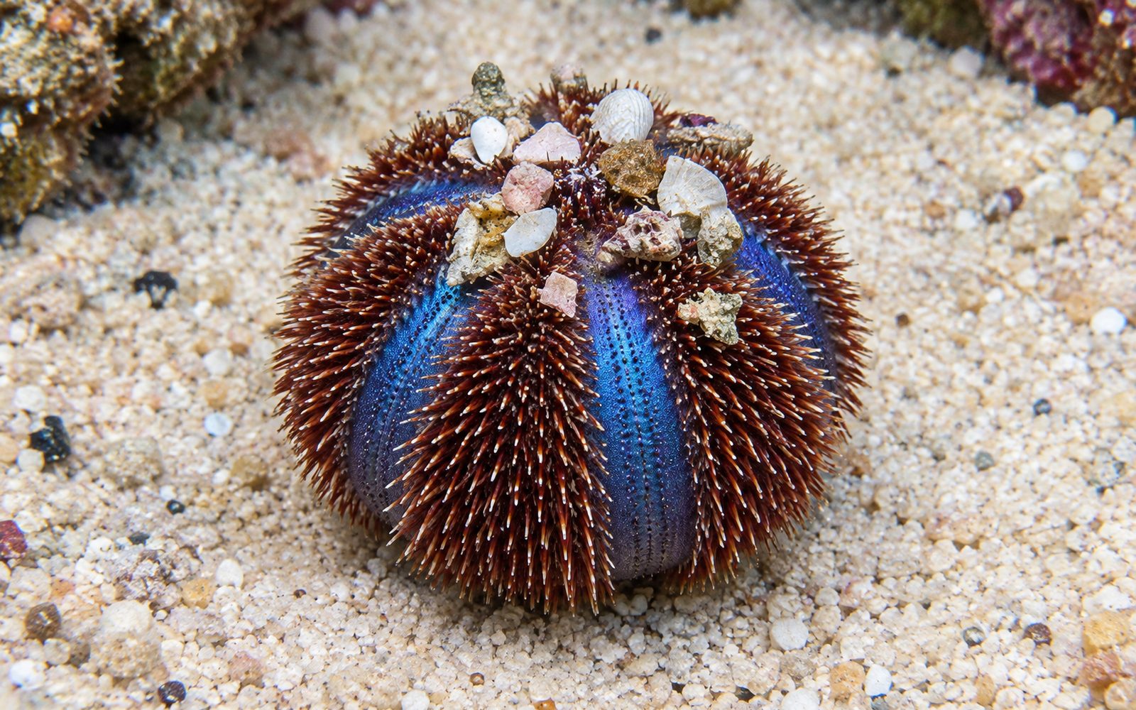 Tuxedo Deniz Kestanesi (Mespilia globulus)
